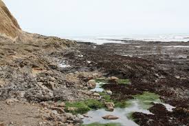 Duxbury Reef At Agate Beach County Park Bolinas Ca