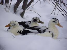Ancona Ducks In The Snow Ancona Ducks Duck Breeds Pet Ducks