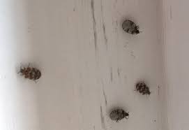 They look like black pieces of dirt. Bugs Around Edge Of Carpet Novocom Top