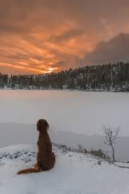 See all 101 names now. 75 Strong Female Dog Names And Meanings The Paws