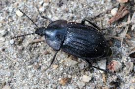 Phosphuga Atrata En Noir Et Court Vetu Le Monde Des Insectes