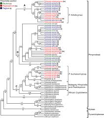 Image result for Pimpinella buchananii