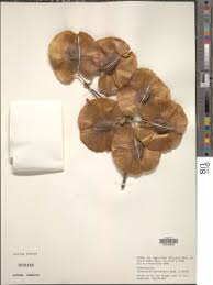 Image result for Terminalia kilimandscharica