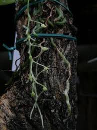 Image result for Mystacidium gracile