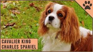 Their affectionate characteristics and adorable looks make them a popular breed, and they also make them a popular parent breed for dozens of different hybrids. Cavalier King Charles Spaniel Dog Breed Information Youtube