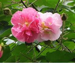Image result for Hibiscus mutabilis