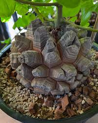 Image result for Dioscorea sylvatica