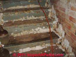 Mold requires a source of food to thrive, therefore, wood and fabrics can facilitate mold growth in the basement as they are more vulnerable to mold contamination. Basement Mold How To Find Test For Mold In Basements A How To Photo And Text Primer On Finding And Testing For Mold In Buildings