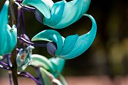 Image result for Strongylodon macrobotrys