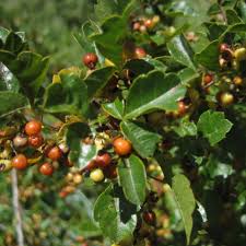 Image result for Searsia dentata