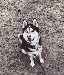 We have husky puppies for sale in alabama, south carolina, georgia, tennessee, mississippi, louisiana, and florida. This Guy Is A Handful Jumping Fences Running Away Climbing Counters To Grab Human Food Rolling In Vomit Chasing Husky Siberian Husky Animals