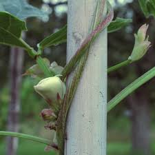 Image result for Vigna oblongifolia