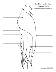 We did not find results for: Muscles Of The Thigh And Hip Posterior Labeling