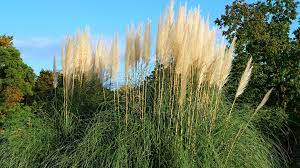 Doch welche ziergräser sind das und welche winterharte arten sind erhältlich? Ziergraser Arten Im Uberblick Ndr De Ratgeber Garten Zierpflanzen