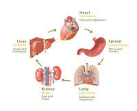 Heres The Strange Connection Between Your Emotions Organs