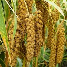 Image result for Setaria italica