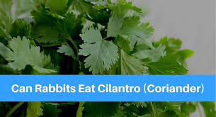 Yes, basil is nontoxic to cats and dogs. Can Rabbits Eat Cilantro Coriander Petsolino