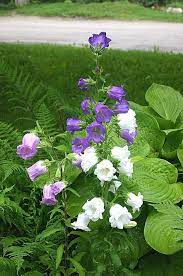 Canterbury Bells Flower Garden Beautiful Flowers Container Plants