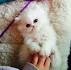 Traditional Doll Face Persians - Persian kittens for sale