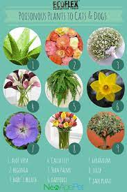 Plants And Flowers That Are Bad For Pet Dogs And Cats Toxic Plants For Cats Cat Plants Dog Friendly Plants