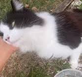 thoughts on elevated cat house for feral cat : r/Feral_Cats