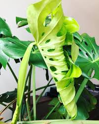 Unfolding A New Leaf Isn T That What The Start To A New Week Is All About Happy Monday Peeps Monsteramonday Plant Leaves Plants Green Plants