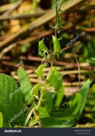 Image result for Pycnospora