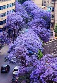 Casa Rosa - Jacarandá Buenos Aires, Argentina. | Facebook