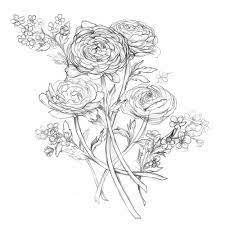 Ranunculus Drawing Google Search Cover Tattoo Drawings Plant Art