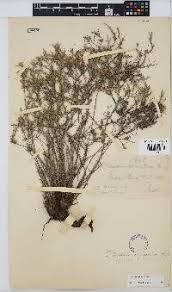 Image result for Cephalocroton mollis