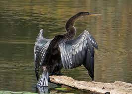 Living On Earth Birdnote The Snake Bird Bird Snake Earth