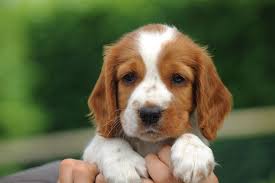 Wish Welsh Springer Spaniel Pup Mag Ik Jullie Voorstellen Aan Wish Wismers Bell From Kind Of Magic De Spaniel Pups Springer Spaniel Pups Springer Spaniel