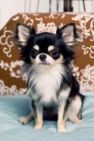 Here are some interesting facts; Pomeranian Chihuahua Mix Lifespan Pets Lovers