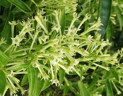 Image result for Cestrum nocturnum