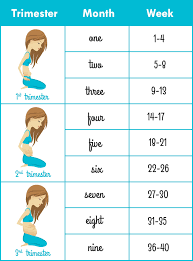39 weeks 0 days to 40 weeks 6 days. How To Calculate Pregnancy Weeks And Months Accurately