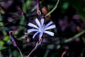 Image result for Lactuca inermis