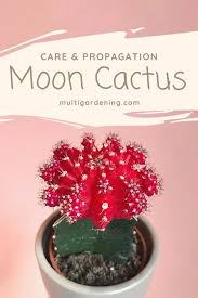 Some cacti are grafted on to other suitable cacti for the second reason. Moon Cactus Care And Propagation Multigardening