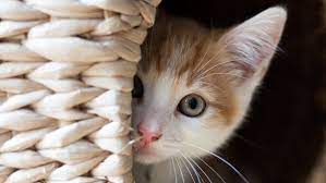 Are You Aware How You Can Minimize Cat Shedding The Cat And The Dog