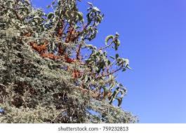 Image result for Phragmanthera cornetii