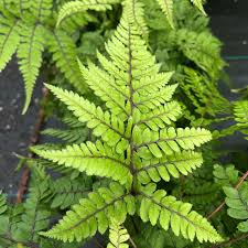 Image result for Athyrium