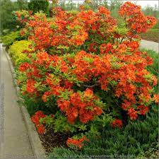 Rhododendron Gibraltar Azalia Wielkokwiatowa Gibraltar Azaleas Landscaping Outside Plants Landscaping Plants