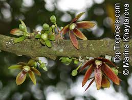 Image result for Monoon