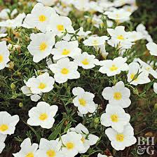 Image result for Nierembergia hippomanica