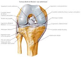 Créez une force de compression en tirant votre tibia vers vous, puis faites des mouvements circulaires avec votre pied afin de créer de l'espace dans vos. Operation Du Ligament Croise Du Genou Et Osteopathie Osteopathe Paris