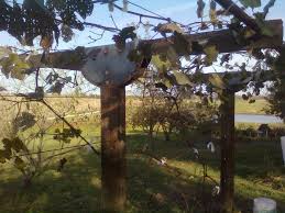 Best diy grape trellis from simple and modest re diy grape arbor home. Build A Grape Trellis To Last A Lifetime 7 Steps Instructables