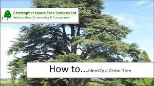 Check spelling or type a new query. How To Identify A Cedar Tree Youtube