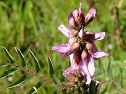 Image result for Astragalus atropilosulus