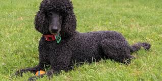 Image result for poodle