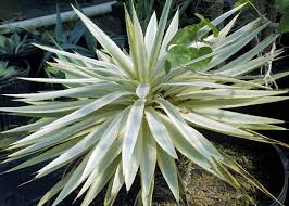 Image result for Antizoma angustifolia