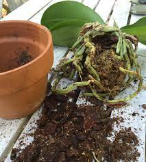They are therefore potted in normal potting soil. How To Repot A Moth Orchid Costa Farms